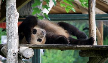 Le panda star Yuan Meng a quitté la France sous les applaudissements