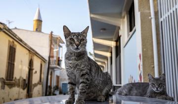A Chypre, les chats recevront un traitement contre le Covid