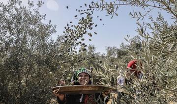La sécheresse en Europe a été une bénédiction pour les producteurs d'huile d'olive du Moyen-Orient