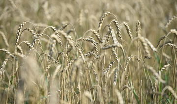 Net recul des importations algériennes de blé tendre français