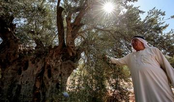 En Jordanie, sauver les oliviers millénaires