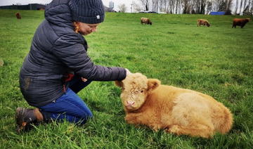 Contre le stress, des éleveurs anglais proposent des séances de câlins avec leurs vaches