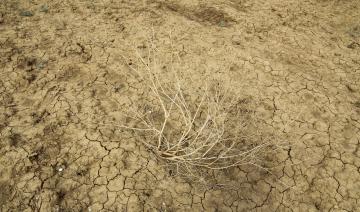 Le sud de l'Europe et le nord du Maghreb frappés par la sécheresse des sols en plein hiver