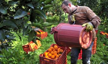 Agrumiculture: L’urgence d’une restructuration de la filière