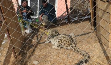 Afghanistan: Un rare spécimen de panthère des neiges capturé et bientôt relâché