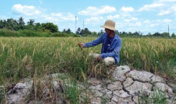 Vietnam: la montée des eaux salées pourrait engendrer près de 3 milliards de dollars de pertes de récoltes par an