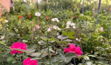 Des jardins florissants : Cultiver et nourrir les plantes sans détruire le sol