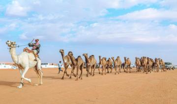 L'Arabie saoudite participe à la troisième édition de la parade internationale des chameaux à Paris