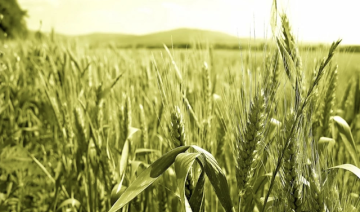 Campagne agricole 2023-24 : la production des céréales principales estimée à 31,2 Mqx