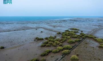 Le programme de reforestation côtière de l'Arabie saoudite en bonne voie