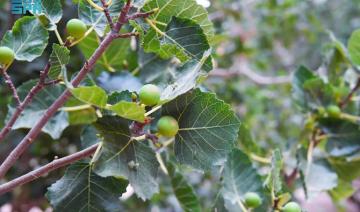 L’Arabie saoudite autosuffisante en production de figues, selon le ministère de l’agriculture