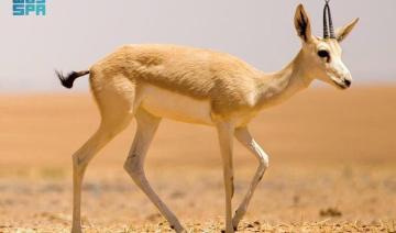 La réserve du roi Salman : un havre de paix pour l'élevage des gazelles des sables d'Arabie