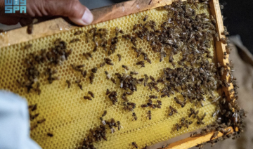 Taïf: Un paradis pour les abeilles au cœur de la flore sauvage