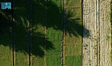 Les anciennes pratiques de l'agriculture biologique à Taif alimentent l'industrie de l'alimentation animale