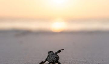 Seychelles: Les merveilles de la saison de nidification et d'éclosion des tortues au Waldorf Astoria Seychelles Platte Island