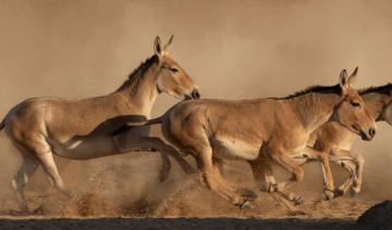 Un espoir dans le désert : Onager retourne en Arabie Saoudite après un siècle