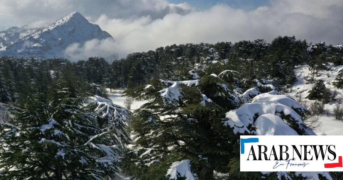 L’UpM lance des projets pour promouvoir la reforestation au Liban et au Maroc