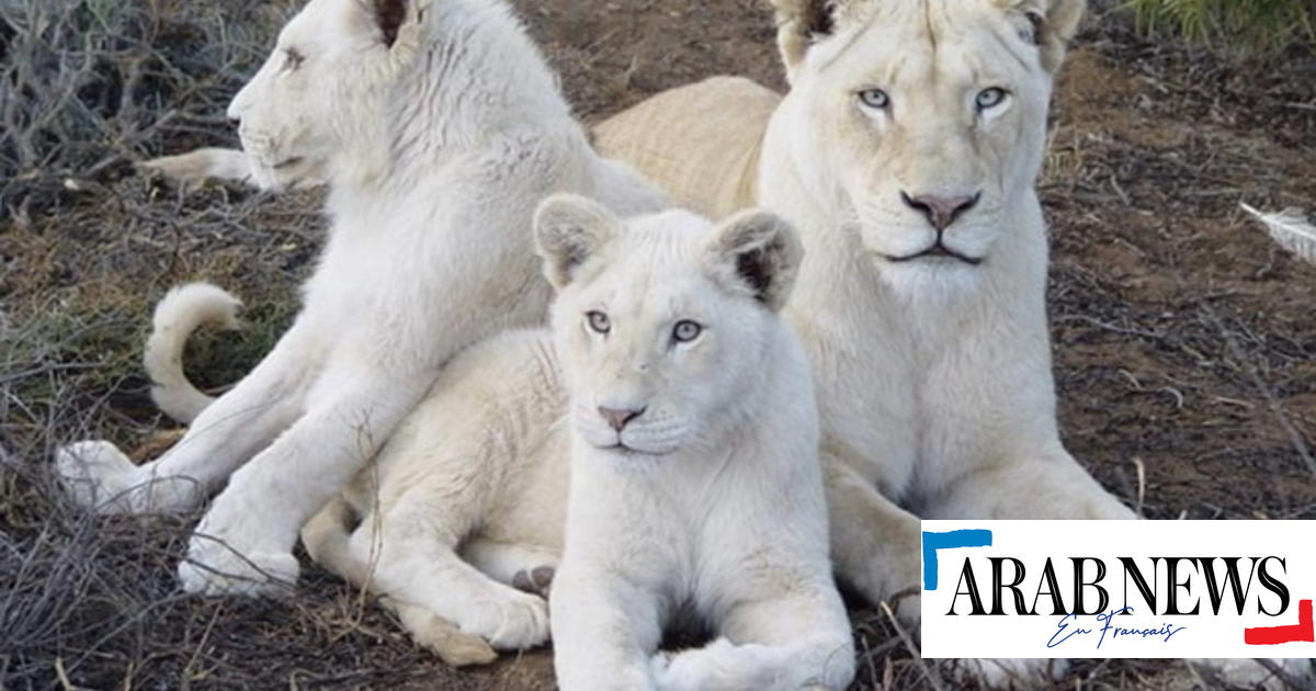 15 Cache Prises Protection Bébé - Blanc - Prix en Algérie