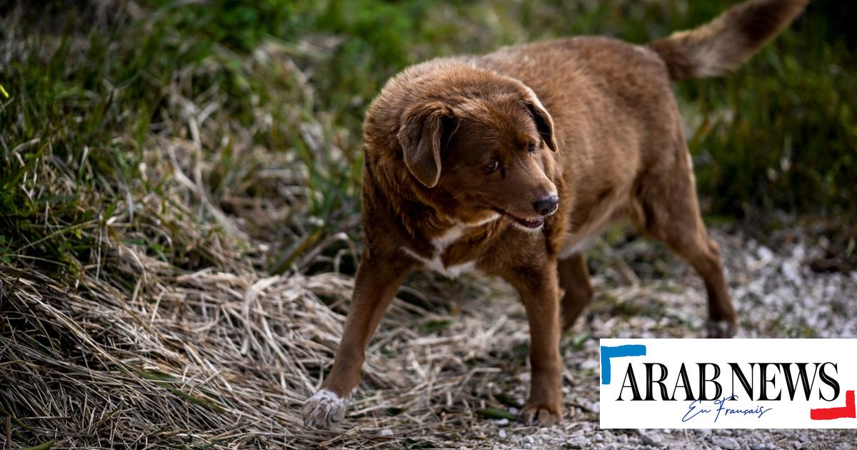 Portugal: Bobi, 30 anos, é eleito o cão mais velho do mundo