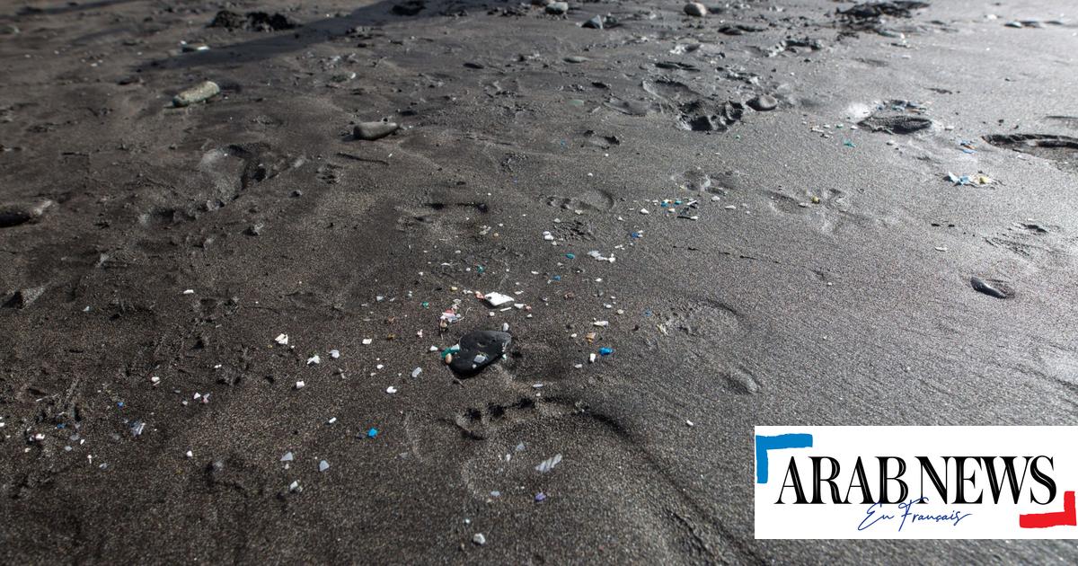 Microplásticos estão atrapalhando o sistema digestivo das aves marinhas