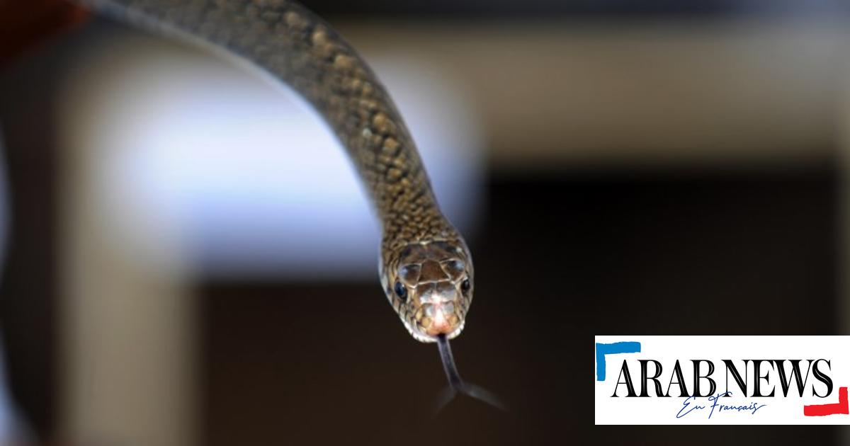 Sudáfrica: piloto aterriza con serpiente venenosa en la cabina