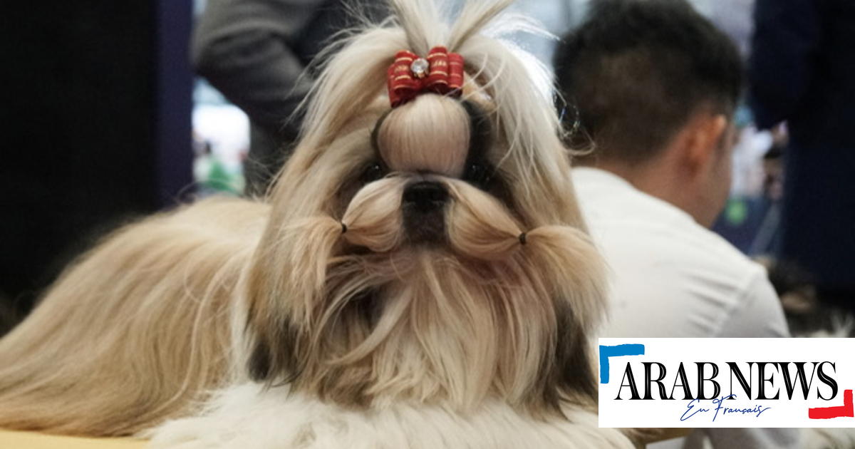 La robe de chien Evago et l'ensemble d'arc de cheveux comprennent