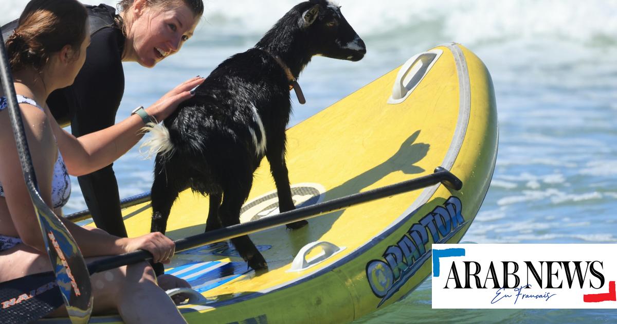 Capre da surf?  In California, le Biquettes accettano la sfida