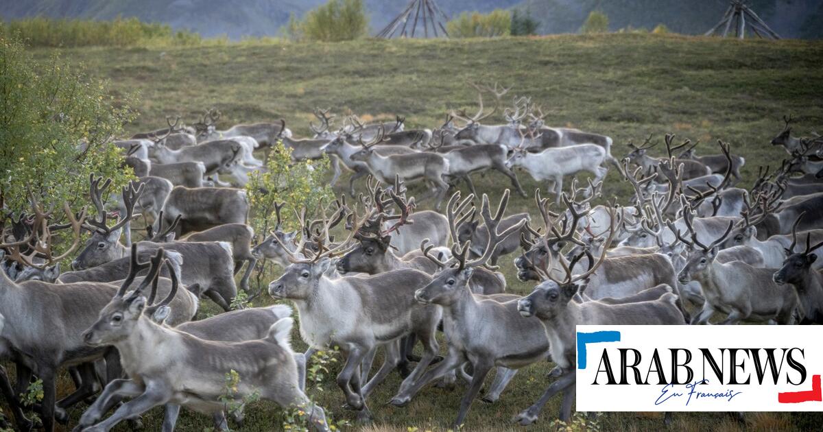 Norge: på tvers av fjorder, isbreer og fjell fullfører reinen sin sommerovergang