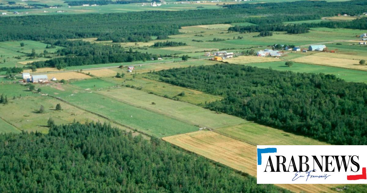 L’azienda italiana Bonifiche Ferraresi realizza investimenti agricoli nel sud dell’Algeria