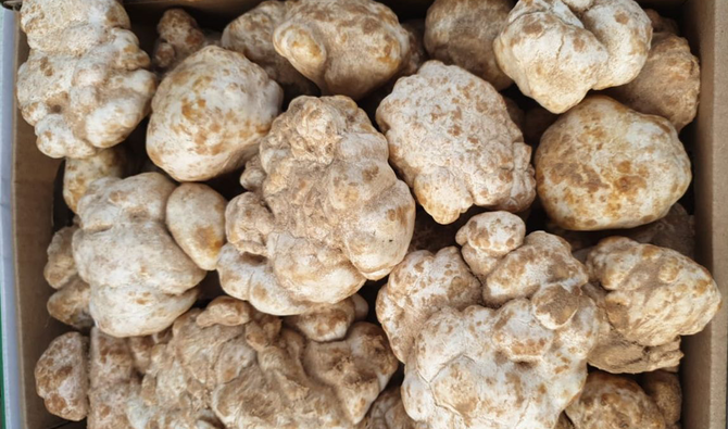 La truffe blanche : atouts, saison, conservation