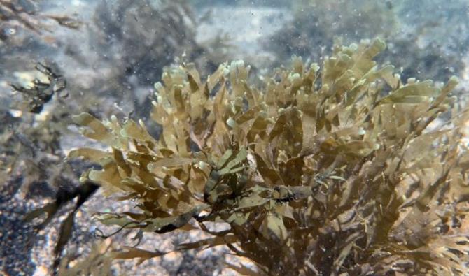 Cette photo prise à Marseille, dans le sud de la France, le 25 juin 2021 montre une algue invasive "rugulopteryx okamurae" du Japon proliférant tout le long des calanques de Marseille. (Christophe Simon/AFP)