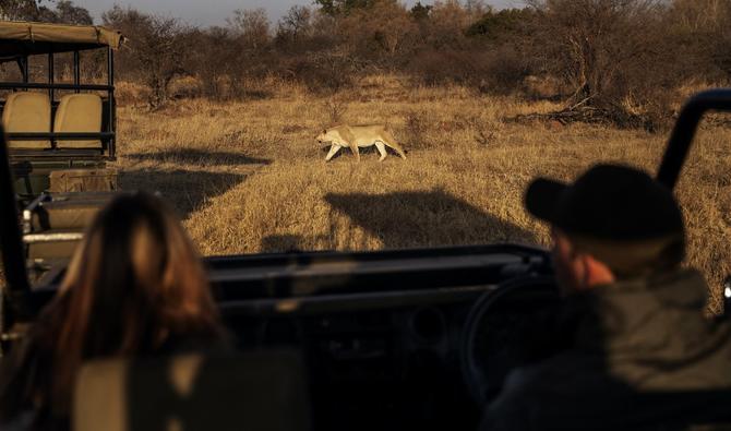 Le garde forestier Stian Loubser (R) montre une lionne tout en conduisant un couple de touristes de Johannesburg lors d'une visite guidée de safari dans la réserve de Dinokeng, près de Pretoria, le 7 août 2020.  (Michele Spatari / AFP)