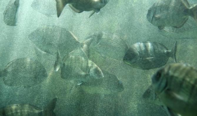 Cette photo prise au parc de découverte des océans 'Oceanopolis' à Brest, dans l'ouest de la France, le 8 juin 2021 (Photo, AFP)