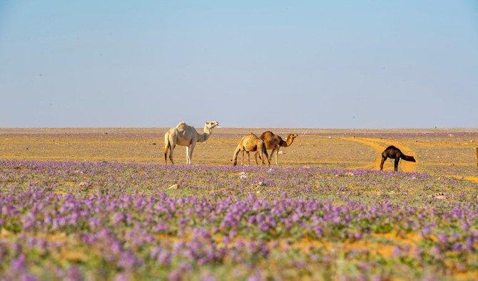 Le Royaume veut planter 50 milliards d'arbres dans le plus grand projet de boisement au monde (SPA) 