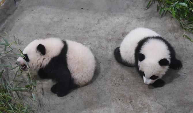 Premi re pr sentation au public des b b s pandas du zoo fran ais