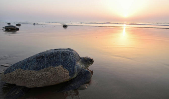 L'Arabie saoudite s'est engagée à préserver et à restaurer sa biodiversité marine à travers plusieurs initiatives. (Photo, AFP) 