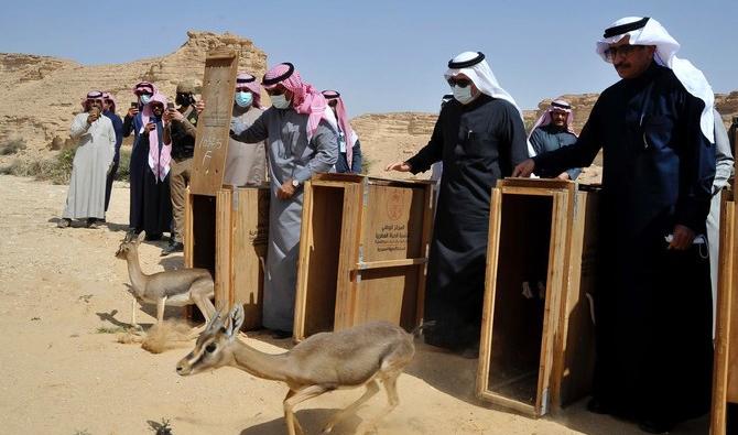 Le Centre national saoudien pour la faune sauvage a relâché mercredi dernier vingt gazelles et deux vautours bruns dans la zone protégée de la réserve de bouquetins du gouvernorat d’Al-Hariq. (@NCW_center) 