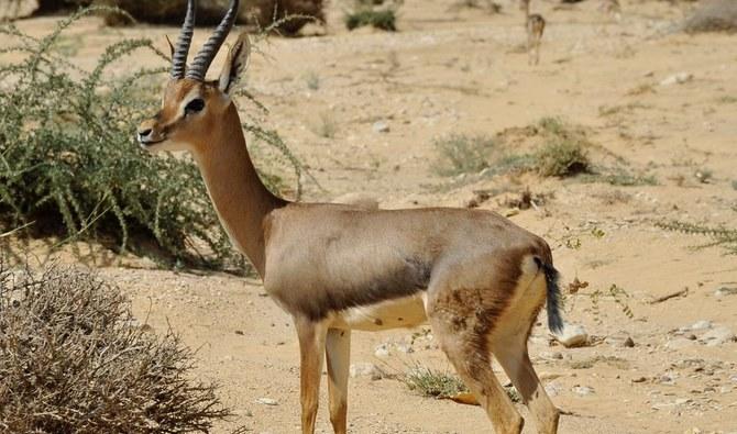 Le Centre national saoudien pour la faune sauvage a relâché mercredi dernier vingt gazelles et deux vautours bruns dans la zone protégée de la réserve de bouquetins du gouvernorat d’Al-Hariq. (@NCW_center) 