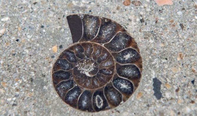 Le fossile d'une ammonite est incrusté dans le nouveau trottoir d'un quartier commerçant de Bangkok, le 3 mai 2022. (Photo, AFP)