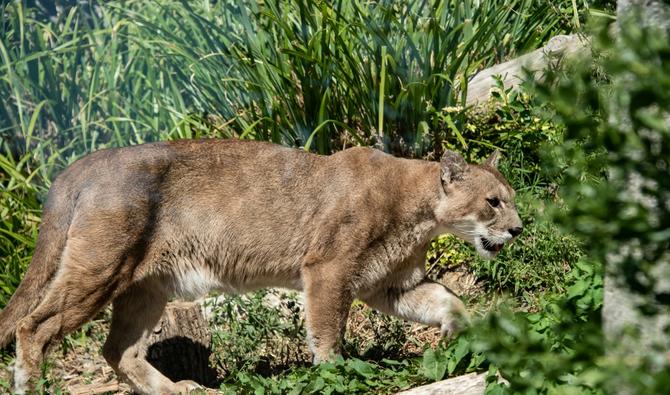 Les attaques de puma, un puissant félin aussi connu sous le nom de couguar et présent sur le continent américain, sont extrêmement rares, mais les autorités recommandent, si cela arrive, de tout faire pour «rester debout et rendre les coups», et de ne surtout pas tenter de fuir ou de faire le mort. (Photo, AFP)