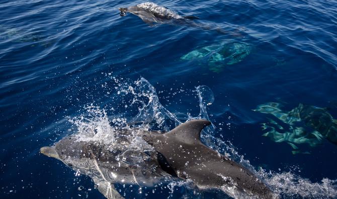 Début juillet, alors que la gendarmerie maritime constatait que cette nage avec dauphins se poursuivait et après un signalement de l'association France nature environnement (FNE), le parquet a placé les trois gérants des trois sociétés en garde à vue et mené des perquisitions. (Photo, AFP)