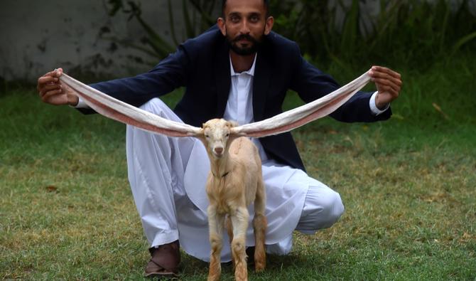 Les oreilles de Simba sont si allongées que l'éleveur Mohammad Hasan Narejo a dû les replier sur son dos pour éviter que le petit animal ne marche dessus. (Photo, AFP)