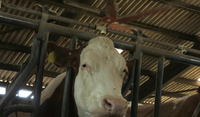 Alors que la France subit une deuxième vague de chaleur, un éleveur de vaches laitières de Saint-Martin-en-Haut (Auvergne-Rhône-Alpes) rafraîchit ses animaux avec deux ventilateurs géants de 4,5 mètres de diamètre dans le but de leur éviter un «stress thermique» trop important, pouvant diminuer et dégrader la production de lait. (Photo, AFP)