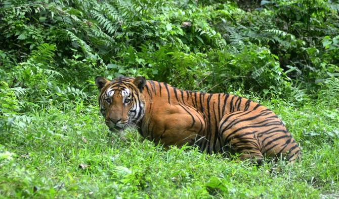 La dernière évaluation de la population mondiale de tigres vivant dans la nature remontait à 2015 et le nouveau comptage a permis d'estimer à entre 3 726 et 5 578, le nombre de ces élégants félins à la fourrure orangée rayée de noir. (Photo, AFP)