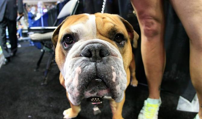 L'american bully est un chien de taille moyenne au corps musclé, charpenté et puissant, très recherché pour son allure de molosse actuellement à la mode. Son prix varie entre 1 000 et 1 500 euros. (Photo, AFP)