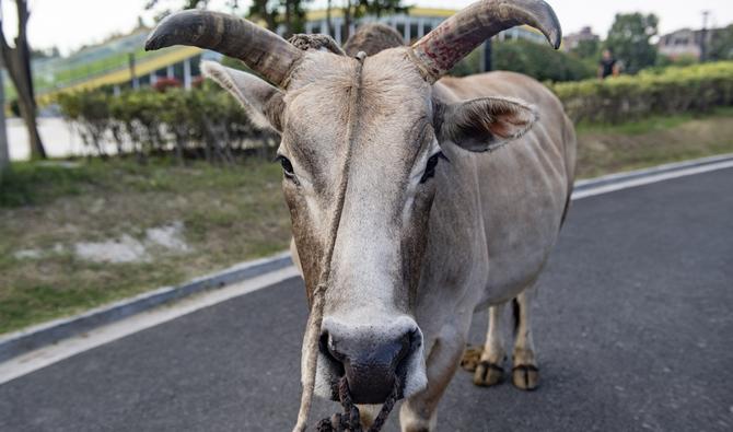 Un taureau qui s'est échappé de son enclos non loin de la banque a couru sur le parking de l'établissement avant d'y entrer, a rapporté le site d'information israélien Israel Hayom diffusant des images de l'incident. (Photo, AFP)