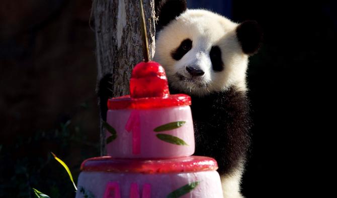 Le bébé panda géant Huanlili se tient à côté de son premier gâteau d'anniversaire au parc zoologique de Beauval à Saint-Aignan, dans le centre de la France, le 2 août 2022. (Photo, AFP)