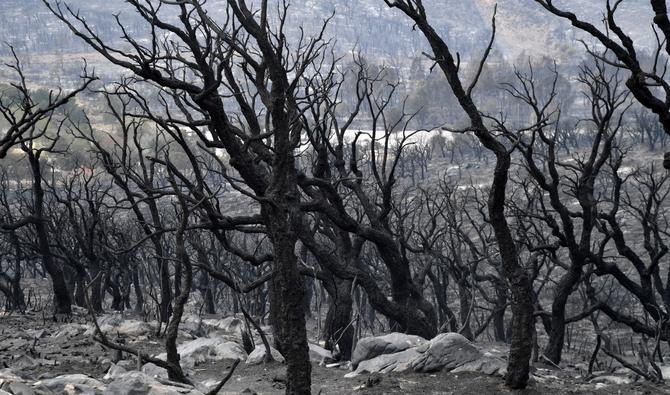 Des arbres carbonisés sont photographiés à la périphérie de la ville algérienne d'el-Tarf, le 18 août 2022. (Photo, AFP)