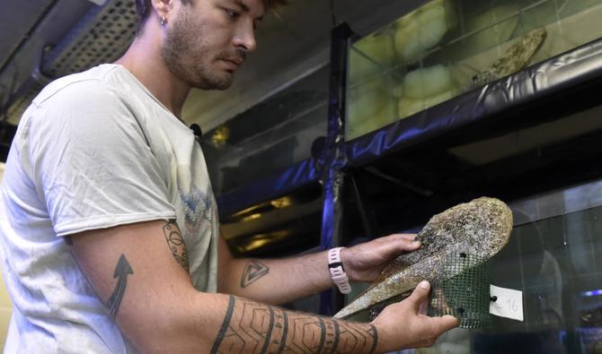 Titouan Morage, ingénieur d'études au Centre de recherches insulaires et observatoire de l'environnement (CRIOBE) de Perpignan, tient une moule éventail, une espèce menacée, dans un aquarium de Canet-en-Roussillon, dans le sud de la France, le 23 août 2022. (Photo, AFP)