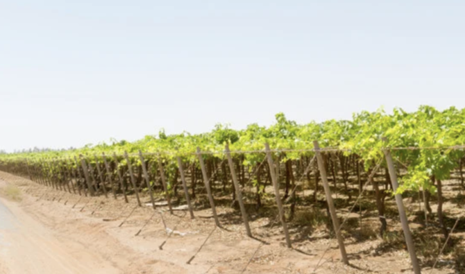 Les agriculteurs recourent aux pesticides et aux engrais pour garantir la sécurité et la qualité de leur production; ils utilisent des techniques de contrôle des eaux d'irrigation et de pulvérisation électrostatique. (Photo fournie)